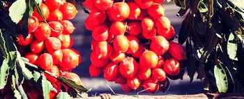 Sono tornati i freschissimi grappoli di pomodoro del Piennolo!: scopri