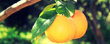Tornano le arance BIO di Ribera DOP: quelle con l'ombelico!: scopri