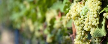 I vini adatti agli asparagi: scopri