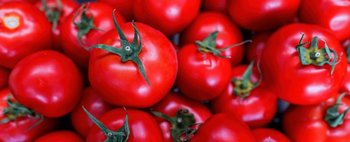 Tenuta Scorciabove: il pomodoro semplice, genuino, buono e biologico: scopri