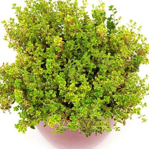 Timo Limone pianta aromatica in vaso per cucina - Orto2000